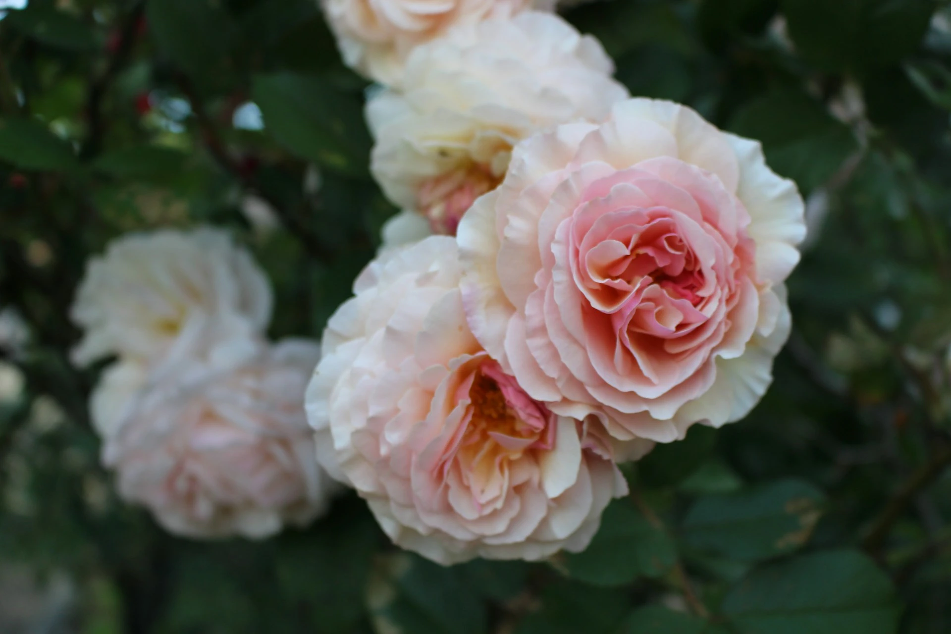 Foto von shawna dunsmore auf Unsplash